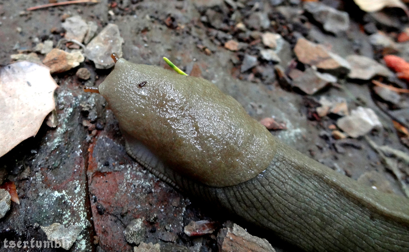 A banana slug just peeking its tentacles out.