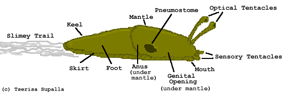 Slug Diagram