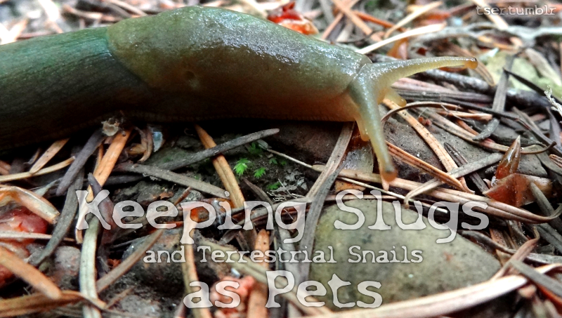 A banana slug, with the words Keeping Slugs and Terrestrial Snails as Pets beneath it.