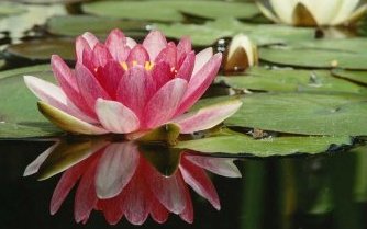 A calming image of a water lily floating on a pond.