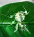 mantid01