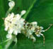 mantid02
