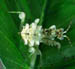 mantid03