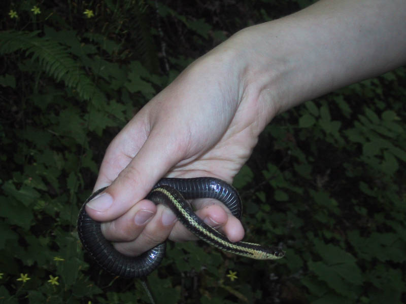 04#02andisnake