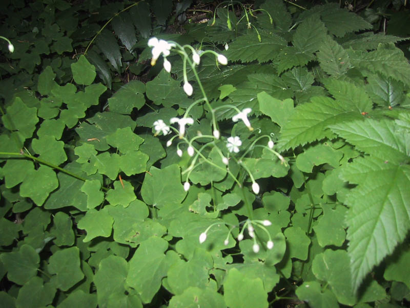 04#07whiteinside-outflowers