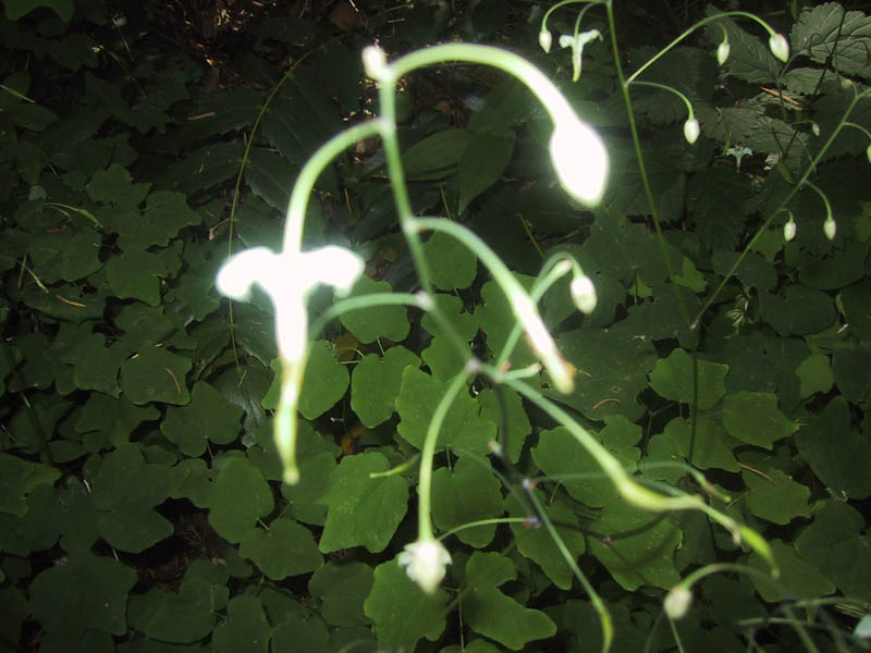 04#09whiteinside-outflowers