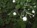 04#10whiteinside-outflowers