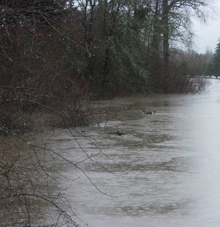 creek_normal_course