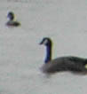goose