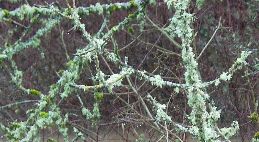 lichen