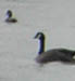 goose