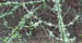 lichen
